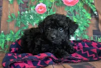 Darcy, genetic clear, a female Poodle - Miniature  for sale in Fort Wayne, IN – Photo 2 of 5