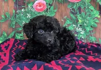 Darcy, genetic clear, a female Poodle - Miniature  for sale in Fort Wayne, IN – Photo 4 of 5