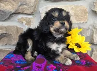 Sunny, a male Cavapoo for sale in Fort Wayne, IN – Photo 4 of 4