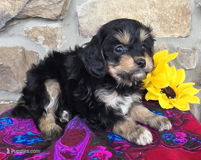 Sunny – Cavapoo puppy for sale in Fort Wayne, IN