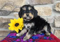 Sunny, a male Cavapoo for sale in Fort Wayne, IN – Photo 3 of 4