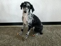 Genetic clear-Betsy, a female Poodle - Miniature  for sale in Fort Wayne, IN – Photo 2 of 5