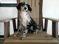 Genetic clear-Betsy, a female Poodle - Miniature  for sale in Fort Wayne, IN – Photo 4 of 5