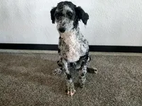 Genetic clear-Betsy, a female Poodle - Miniature  for sale in Fort Wayne, IN – Photo 5 of 5