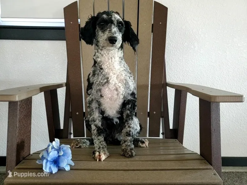 Genetic clear-Betsy, a female Poodle - Miniature  for sale in Fort Wayne, IN – Photo 1 of 5