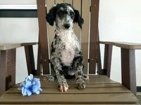 Genetic clear-Betsy, a female Poodle - Miniature  for sale in Fort Wayne, IN – Photo 3 of 5