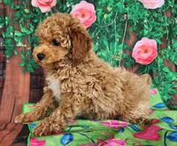 Darlene-genetic clear, a female Poodle - Miniature  for sale in Fort Wayne, IN – Photo 2 of 4