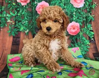 Darlene-genetic clear, a female Poodle - Miniature  for sale in Fort Wayne, IN – Photo 3 of 4
