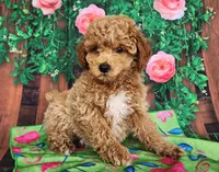 Darlene-genetic clear, a female Poodle - Miniature  for sale in Fort Wayne, IN – Photo 4 of 4