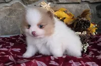 Lilac, a female Pomeranian for sale in Fort Wayne, IN – 3 of 4