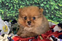 Elli, a female Pomeranian for sale in Fort Wayne, IN – 4 of 6