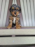 AKC Genetic Clear, a male Poodle - Toy  for sale in Fort Wayne, IN – 4 of 6