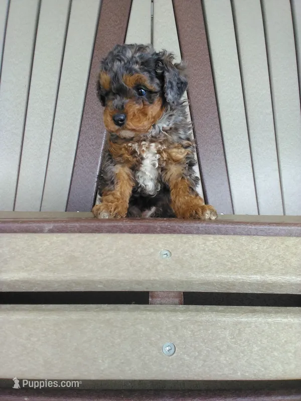AKC Genetic Clear – Poodle - Toy  puppy on hold in Fort Wayne, IN
