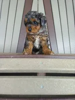 AKC Genetic Clear, a male Poodle - Toy  for sale in Fort Wayne, IN – 1 of 6