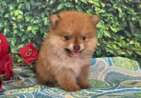 Casper, a female Pomeranian for sale in Fort Wayne, IN – 4 of 6