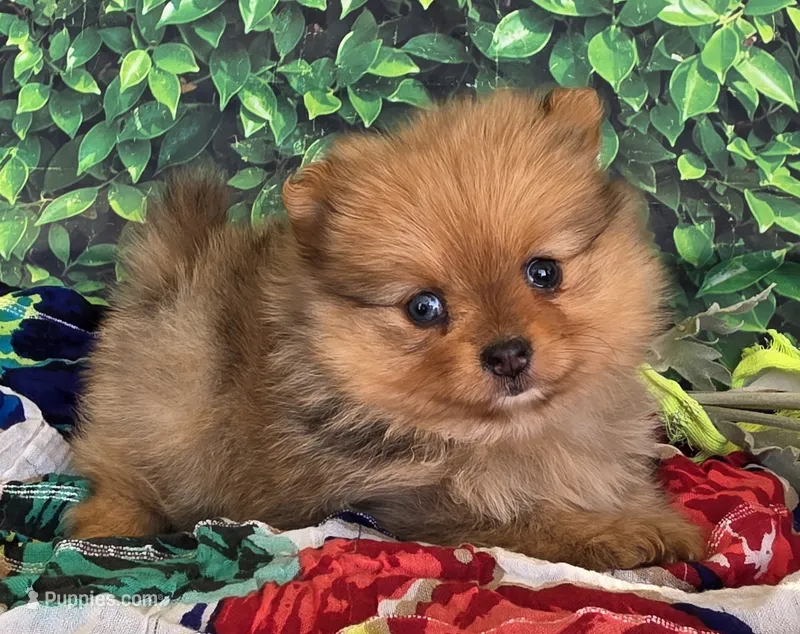 Elli – Pomeranian puppy for sale in Fort Wayne, IN