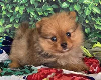 Elli, a female Pomeranian for sale in Fort Wayne, IN – 1 of 6