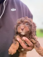 Champion, a male Poodle - Toy  for sale in Fort Wayne, IN – 2 of 3