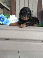 💯 Genetic Clear/Champion, a male Poodle - Miniature  for sale in Fort Wayne, IN – 2 of 3