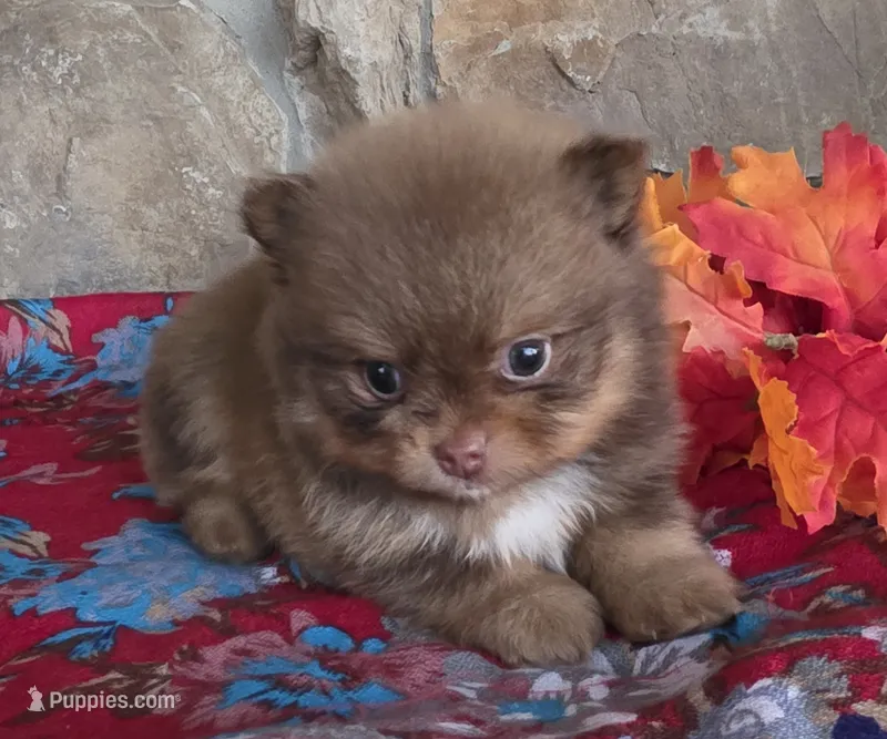Hershey  – Pomeranian puppy for sale in Fort Wayne, IN