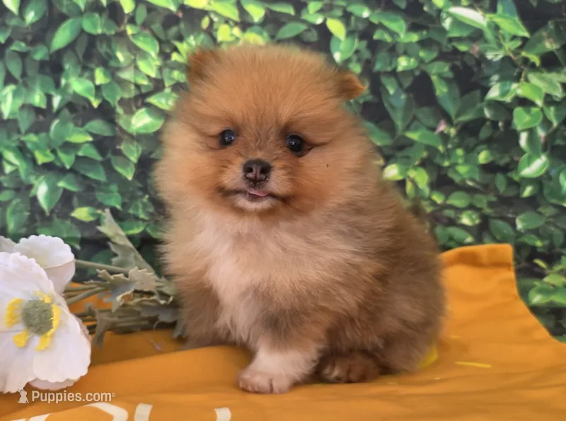 Jasper  – Pomeranian puppy for sale in Fort Wayne, IN