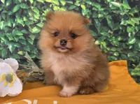 Jasper , a female Pomeranian for sale in Fort Wayne, IN – 1 of 5