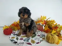 Genetic clear-Buster, a male Poodle - Miniature  for sale in Fort Wayne, IN – Photo 2 of 4