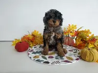 Genetic clear-Buster, a male Poodle - Miniature  for sale in Fort Wayne, IN – Photo 1 of 4
