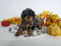 Genetic clear-Buster, a male Poodle - Miniature  for sale in Fort Wayne, IN – Photo 3 of 4