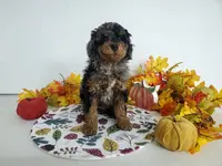 Genetic clear-Buster, a male Poodle - Miniature  for sale in Fort Wayne, IN – Photo 4 of 4