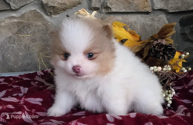 Lilac – Pomapoo puppy for sale in Fort Wayne, IN