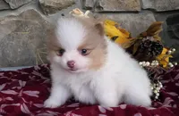 Lilac, a female Pomeranian for sale in Fort Wayne, IN – 1 of 4