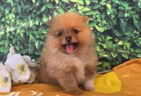 Jasper , a female Pomeranian for sale in Fort Wayne, IN – 2 of 5