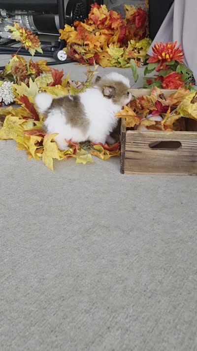 Fall , a male Pomeranian for sale in Fort Wayne, IN – 4 of 4