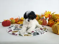 processed/ad4c4d28-54dd-4b0a-8b46-c691439e511b/listing/9ff90a5b-ea03-4499-8b5a-45a57e363bc5/8e428499-b7b7-4064-95cb-d88d9e62ff60