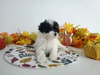 processed/ad4c4d28-54dd-4b0a-8b46-c691439e511b/listing/9ff90a5b-ea03-4499-8b5a-45a57e363bc5/ae632d4f-85da-4852-9add-3a27eefad262