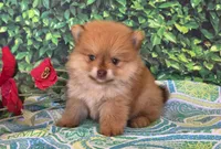 Casper, a female Pomeranian for sale in Fort Wayne, IN – 2 of 6