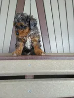 AKC Genetic Clear, a male Poodle - Toy  for sale in Fort Wayne, IN – 5 of 6