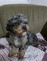 Olivia , a female Shihpoo for sale in Fort Wayne, IN – 2 of 2