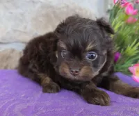 Tulip, a female Pomapoo for sale in Fort Wayne, IN – Photo 1 of 5