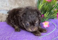 Tulip, a female Pomapoo for sale in Fort Wayne, IN – Photo 4 of 5