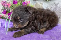 Tulip, a female Pomapoo for sale in Fort Wayne, IN – Photo 2 of 5