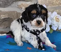 Bud, a male Cavapoo for sale in Fort Wayne, IN – Photo 1 of 4