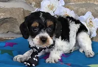 Bud, a male Cavapoo for sale in Fort Wayne, IN – Photo 3 of 4