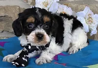 Bud, a male Cavapoo for sale in Fort Wayne, IN – Photo 4 of 4