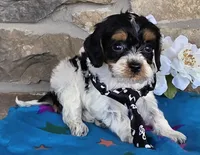Bud, a male Cavapoo for sale in Fort Wayne, IN – Photo 2 of 4