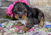 Peonie, a female Cavapoo for sale in Fort Wayne, IN – Photo 3 of 4