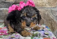 Peonie, a female Cavapoo for sale in Fort Wayne, IN – Photo 1 of 4