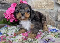 Peonie, a female Cavapoo for sale in Fort Wayne, IN – Photo 4 of 4
