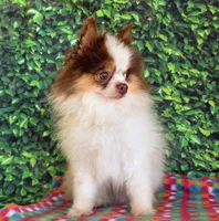 Jasper , a female Pomeranian for sale in Fort Wayne, IN – 5 of 5